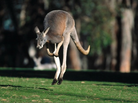 canguro australiano