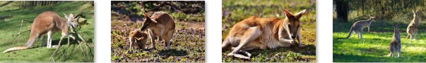 canguro-header